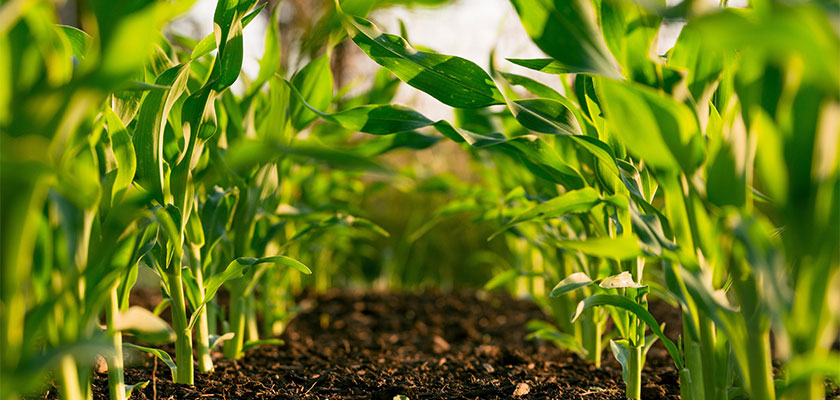 single-services-img-4